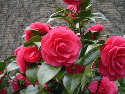 Hippolythe-Thoby-Blute.jpg