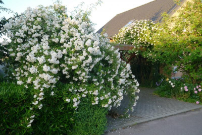 P1830017.JPG