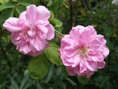 DSCF4039.JPG