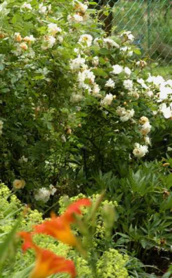 rose-ghislaine-bearbeitet-klein.jpg