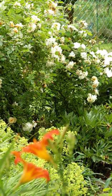 rose-ghislaine-geschaerft-klein.jpg