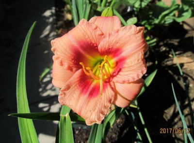 IMG_3335 small.jpg