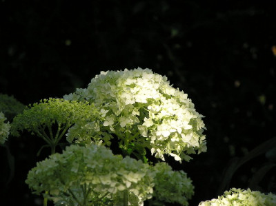 Ballhortensie-1.jpg
