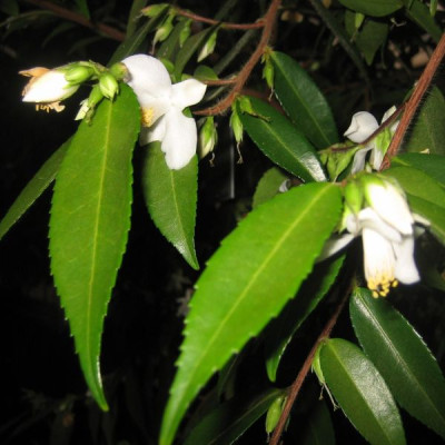 Camellia_salicifolia_39671.jpg