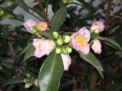 Camellia_japonica_Duftglockchen_39801.jpg