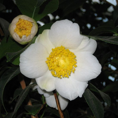 Camellia_Hybr._Kyo_nishiki_39751.jpg