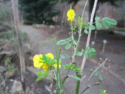Hippocrepis_emerus_ssp._emeroides_39251.jpg