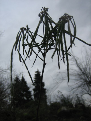 Hippocrepis_emerus_ssp._emeroides_3928_r12.jpg
