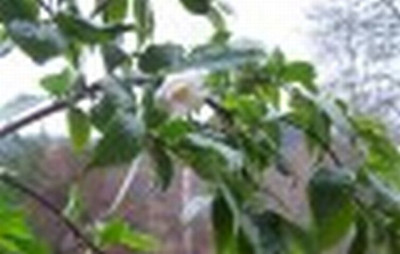 100_0410_Camellia_fleur_1_China_minia_460...jpg