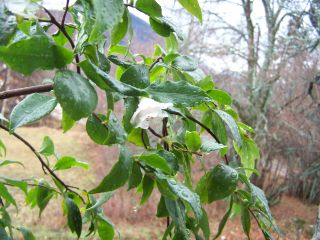 100_0411_Camellia_China_fleur_2_half.jpg