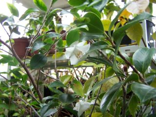 100_0412_C._transnokoensis_fleur_P_P.jpg