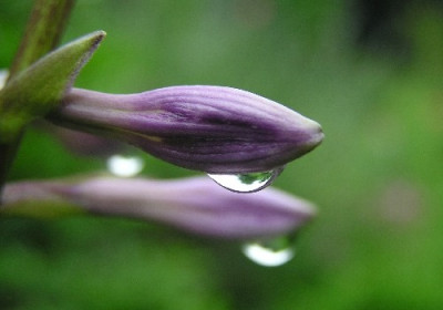 Hosta-2a.jpg