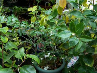100_0414_C._transnokoensis_Mitte_P.jpg