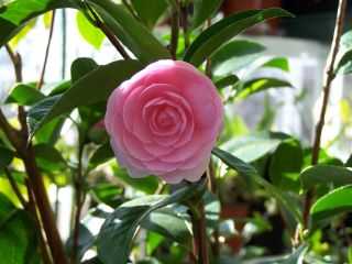 000_0009_Camellia_double_rose_face.jpg