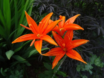 Lilium tsingtauense Juni 2017.JPG