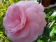 000_0008_Camellia_double__rose_Seite.jpg