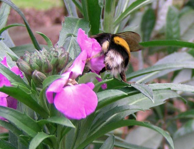Hummel_Jan_2007.jpg