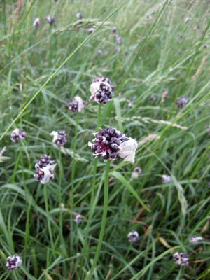 040 Allium unbekannt.jpg