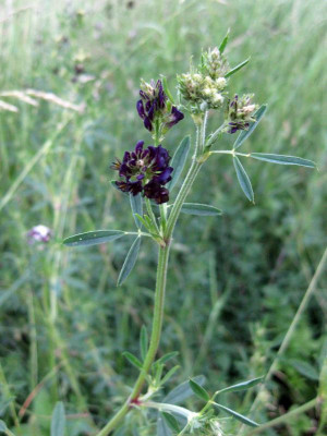 039 unbek leguminose.jpg