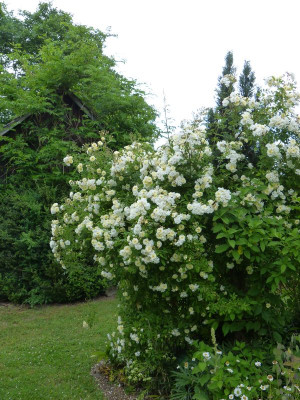 2017-06-12 Rosen 'Christine Hélène' 1.jpg