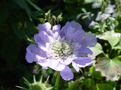 Scabiose.jpg