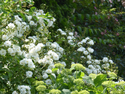 2017-06-12 Rosen 'Guirlande d'Amour'.jpg