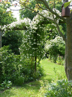 2017-06-12 Rosen 'Lykkefund' 2.jpg