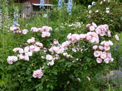 2017-06-12 Rosen 'Utopia'.jpg