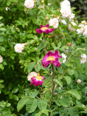 2017-06-12 Rosen 'Violacea'.jpg