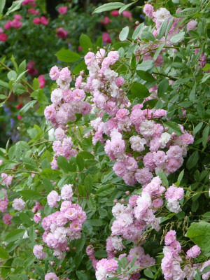 2017-06-12 Rosen 'Witzenhausen' 2.jpg