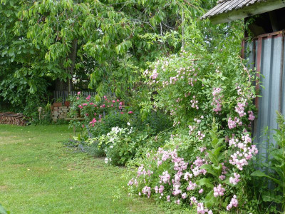 2017-06-12 Rosen 'Witzenhausen' 3.jpg