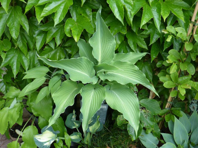 2017-06-12 Hosta 'Cutting Edge'.jpg