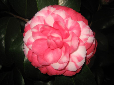 Camellia_japonica_Imbricata_Rubra_39571.jpg