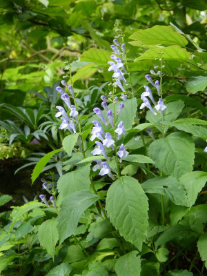 2017-06-12 Scutellaria serrata.jpg