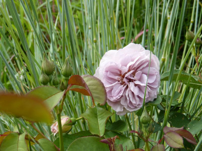 2017-06-12 Rosen 'Laika'.jpg