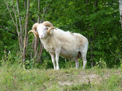 gestattenansgar.JPG