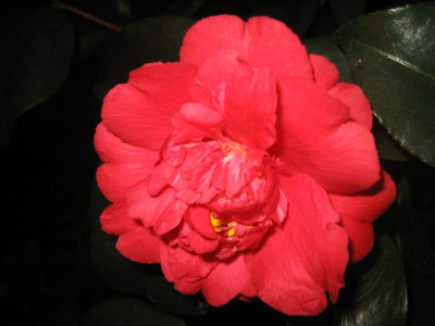 Camellia_japonica_Althaeiflora_39591.jpg