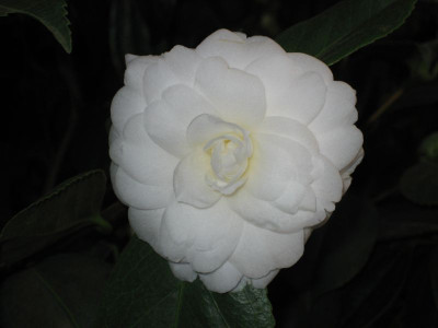 Camellia_japonica_alba_plena_39711.jpg