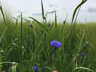 kornblumen_wendland_201706.jpg