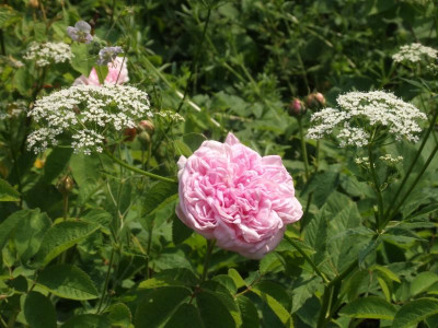 DSCF4046.JPG