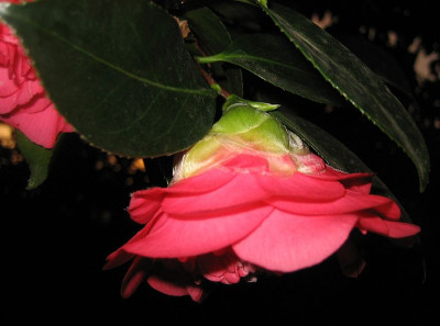 Camellia_jap._Chandleri_Elegans_39851.jpg