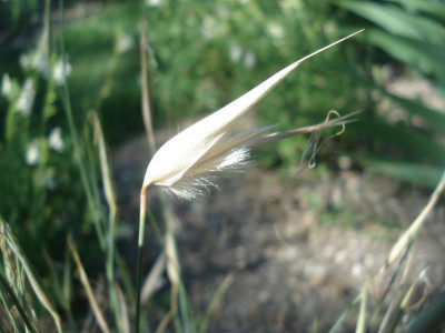 Lyg_spartum_130617.jpg