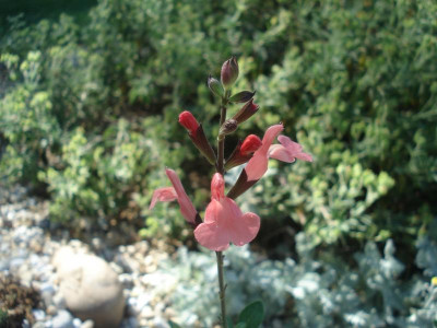 S.microphylla_130617.jpg