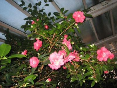 Camellia_jap._Chandleri_Elegans_39845.jpg
