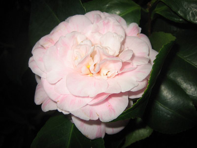 Camellia_japonica_Prinz_Albert_39681.jpg