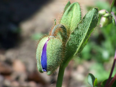 100_0030_-_Meconopsis_grandis_bouton_P.jpg