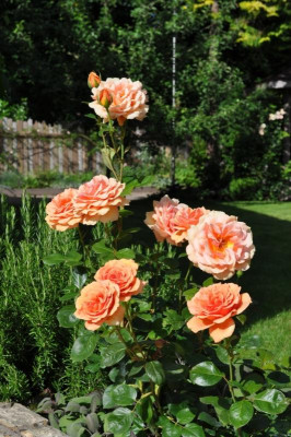 AshramVollblüte.jpg