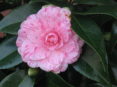 C.japonica-bluete_IMG.jpg