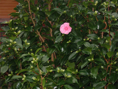 C.japonica-ausschnitt_IMG.jpg