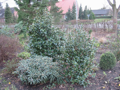 C.japonica-ganz_IMG.jpg